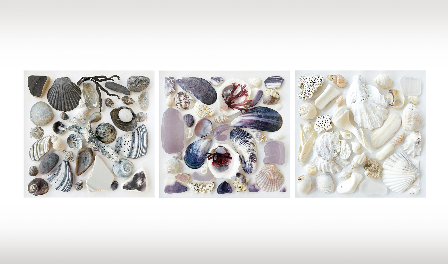 Ebony Lavender Ivory enviro